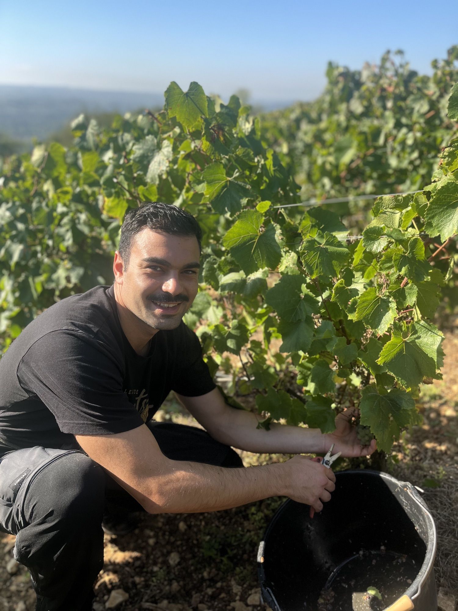 Les vendanges