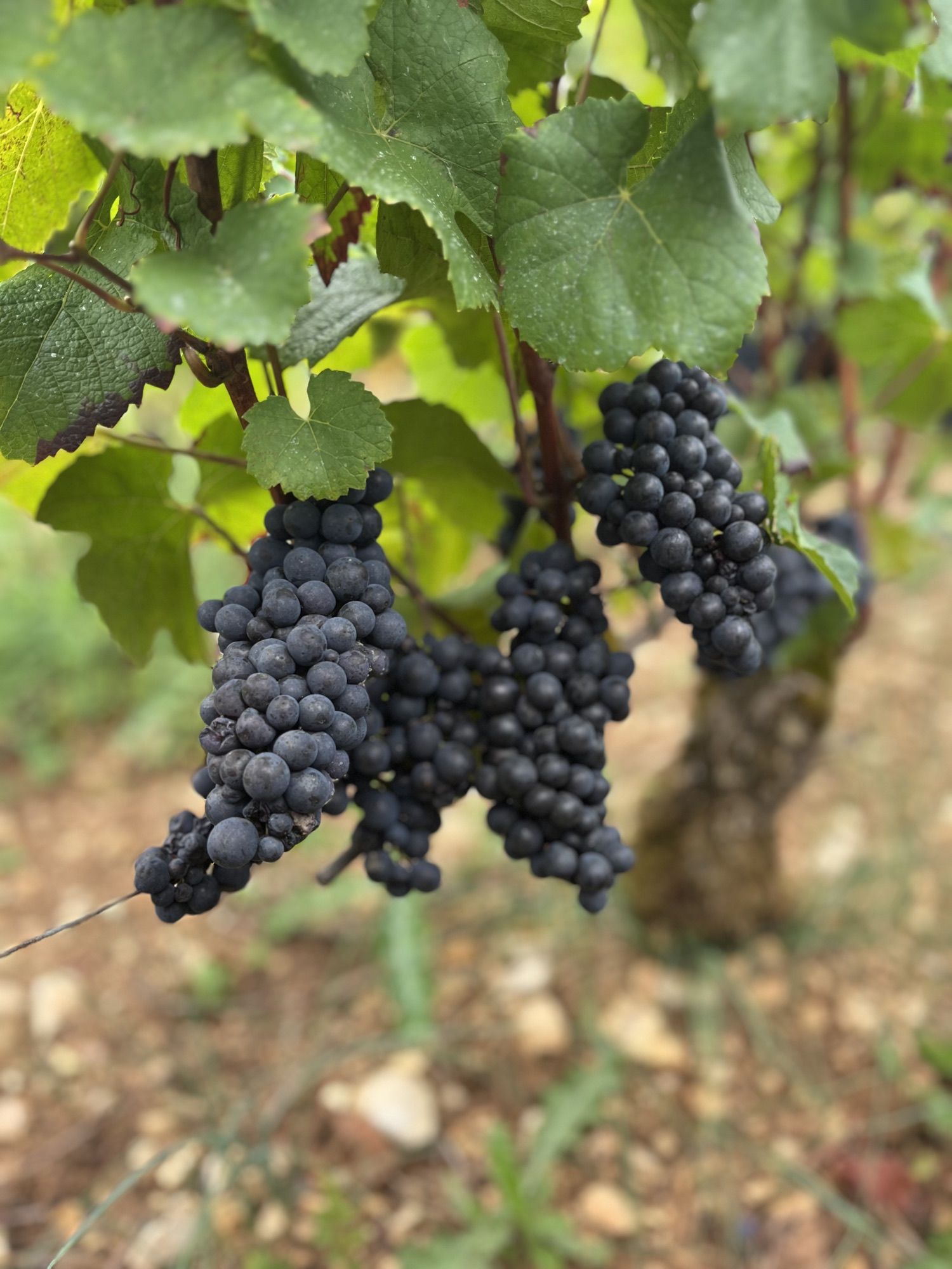 Grappes de Pinot Noir