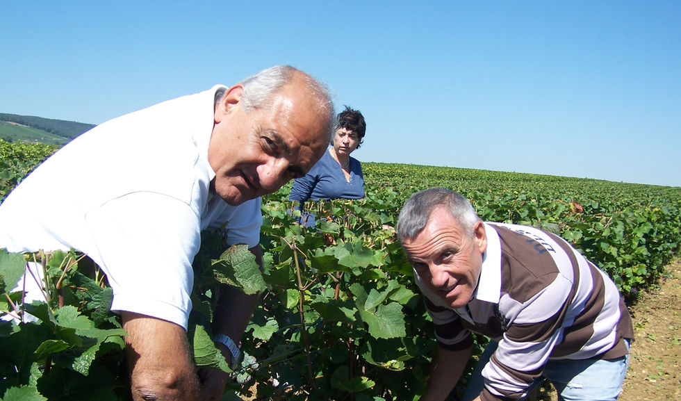 Dans les vignes