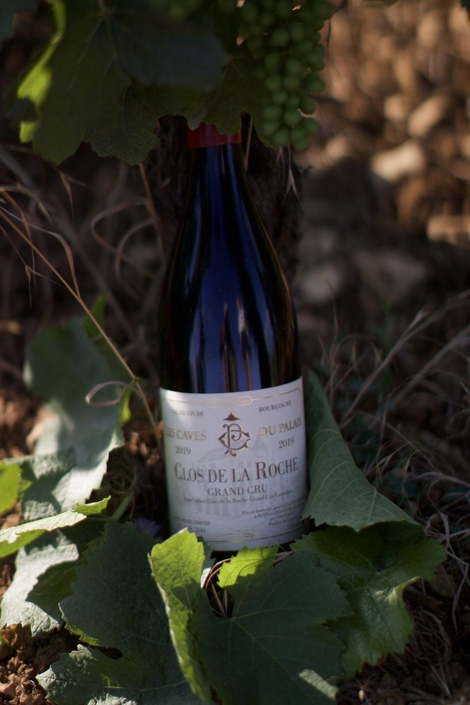 Clos de la Roche Grand Cru