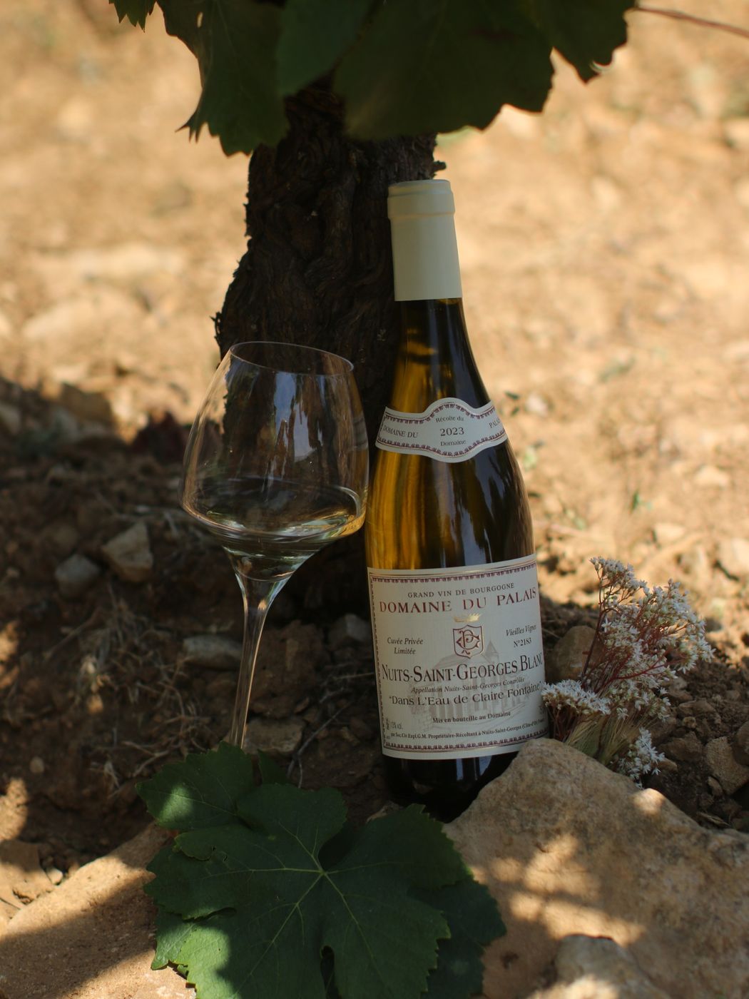 Nuits-Saint-Georges Blanc « Dans l'Eau de Claire Fontaine »