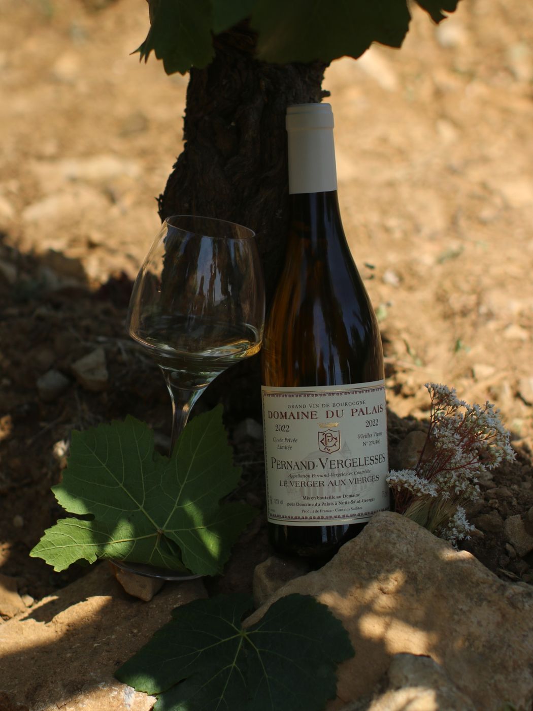 Pernand-Vergelesses Blanc « Le Verger aux Vierges »